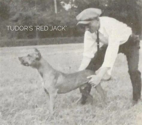 tudor dog pit bull|earl tudor.